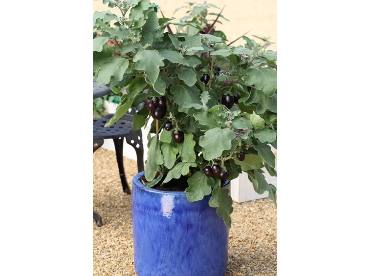 Melanzane in vaso