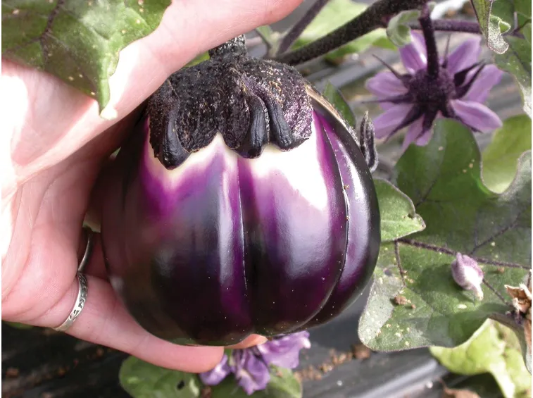 Varietà di melanzana tonda