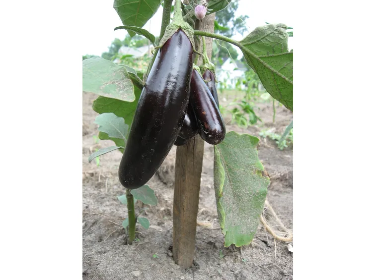 Melanzane lunghe
