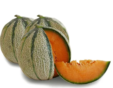 Coltivare meloni semina