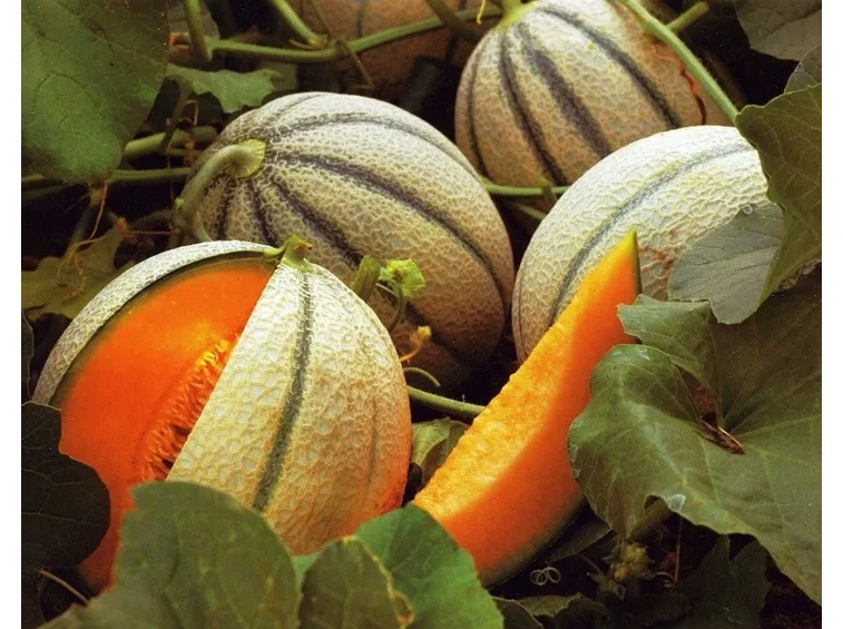 Coltivare meloni crescita