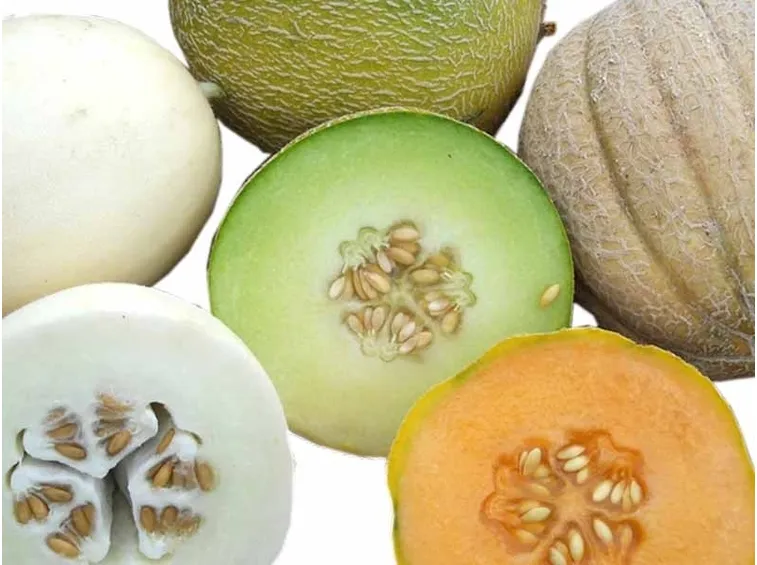 Coltivare meloni raccolta