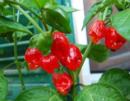 Pianta di peperoncino Habanero