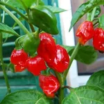 Pianta di peperoncino Habanero