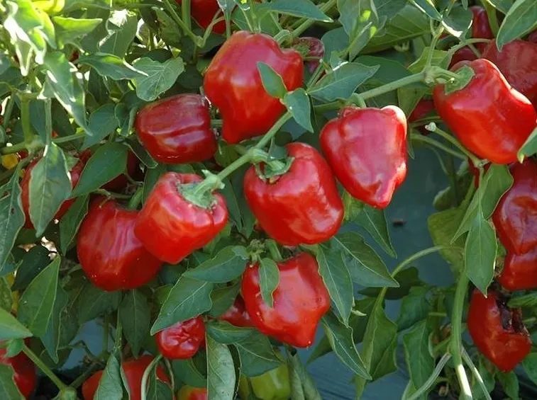Pianta di peperoni