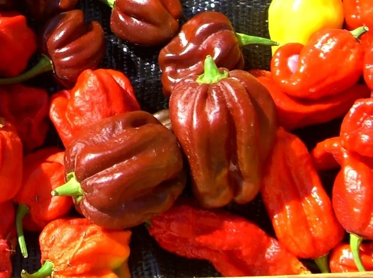 Peperoncini misti