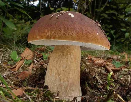 Coltivare porcini