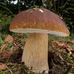 Coltivare porcini