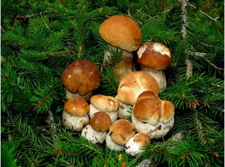 Piante micorizzate