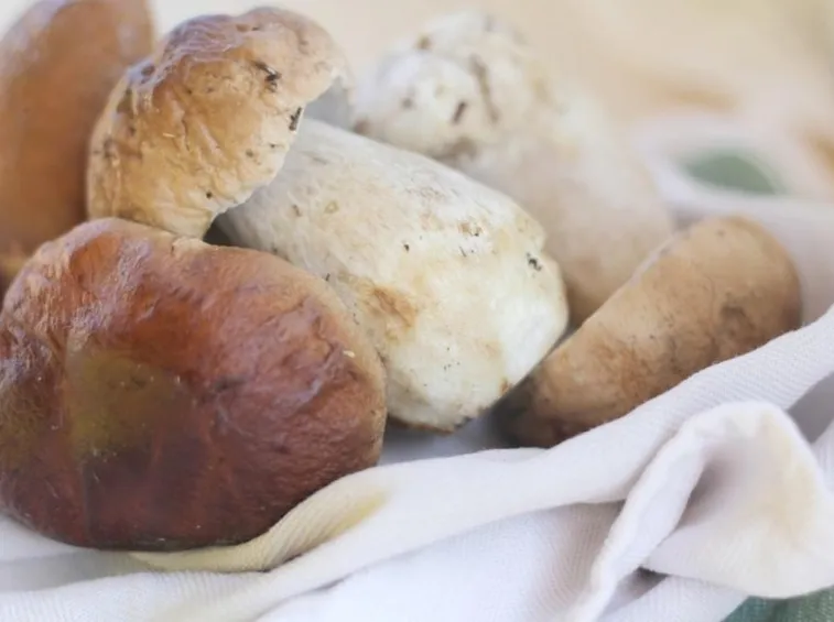 Coltivare porcini in serra