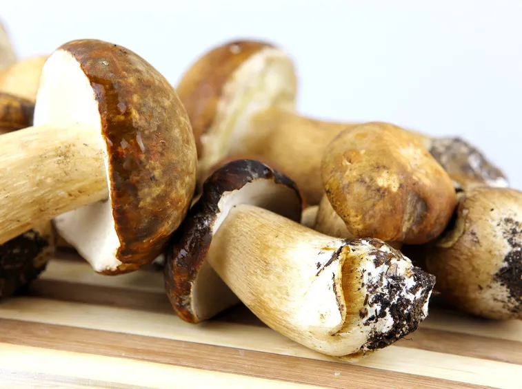 Differenze tra porcini e champignon