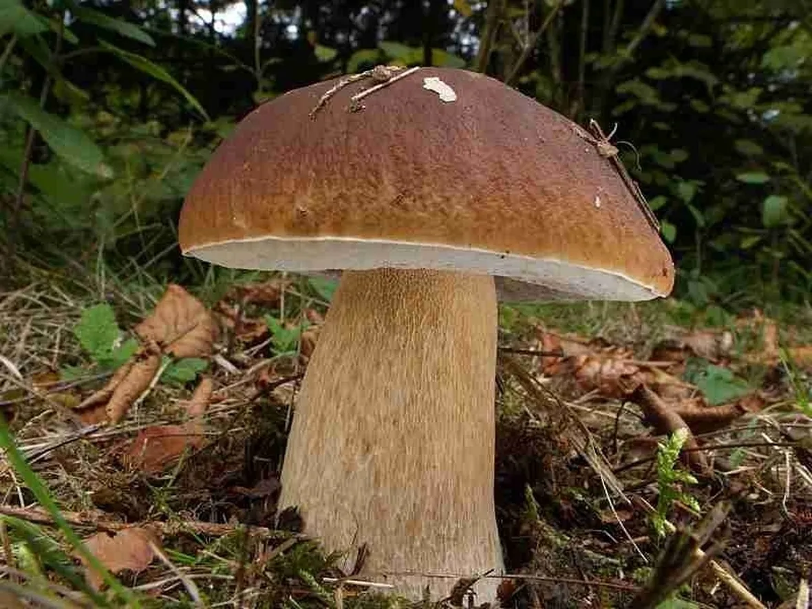 Coltivare porcini