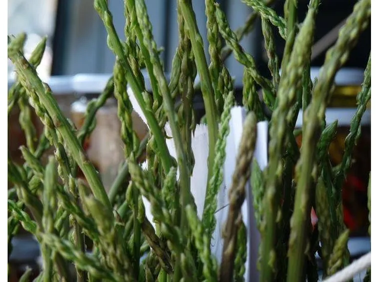 gli asparagi selvatici