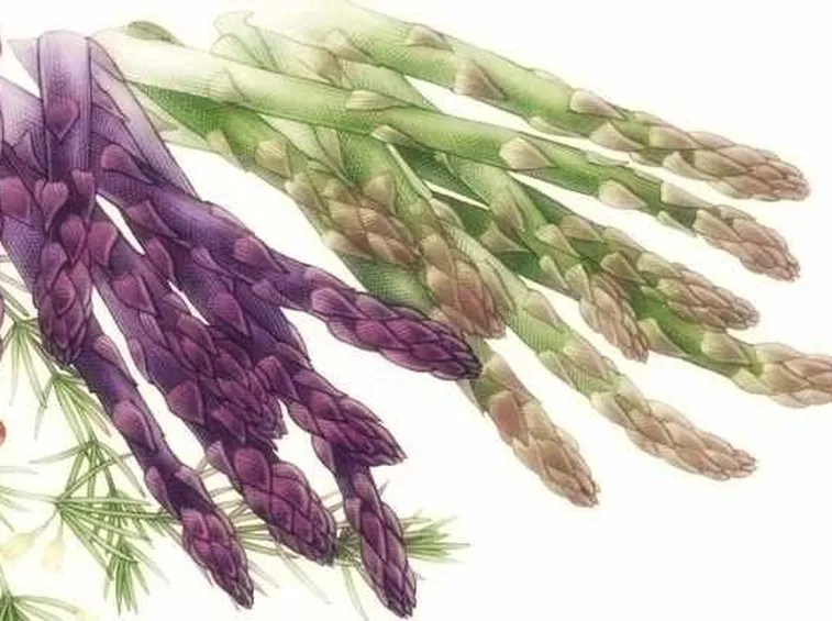 gli asparagi in erboristeria