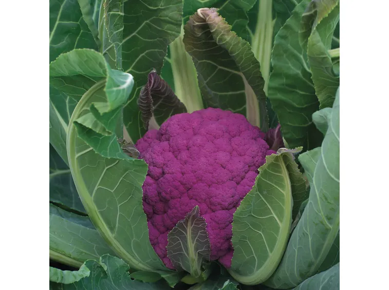 Il colorato cavolfiore violetto di Sicilia