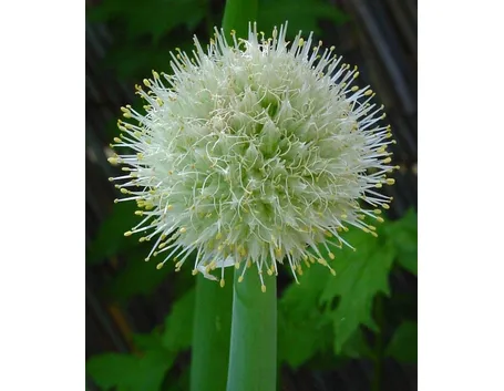 Fiore della cipolla