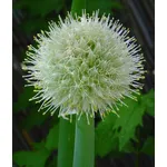 Fiore della cipolla