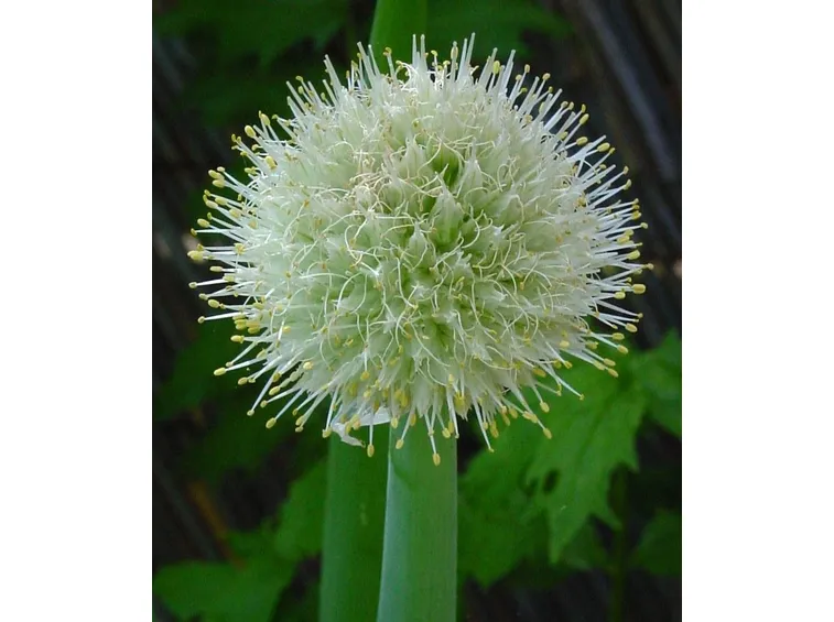 Fiore della cipolla