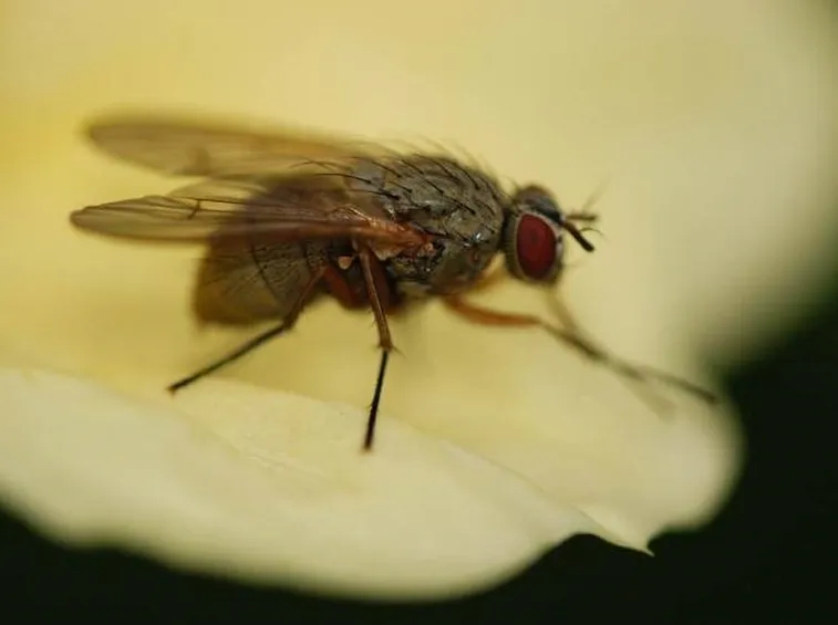 Delia antiqua