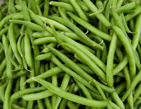 Fagiolini verdi appena raccolti