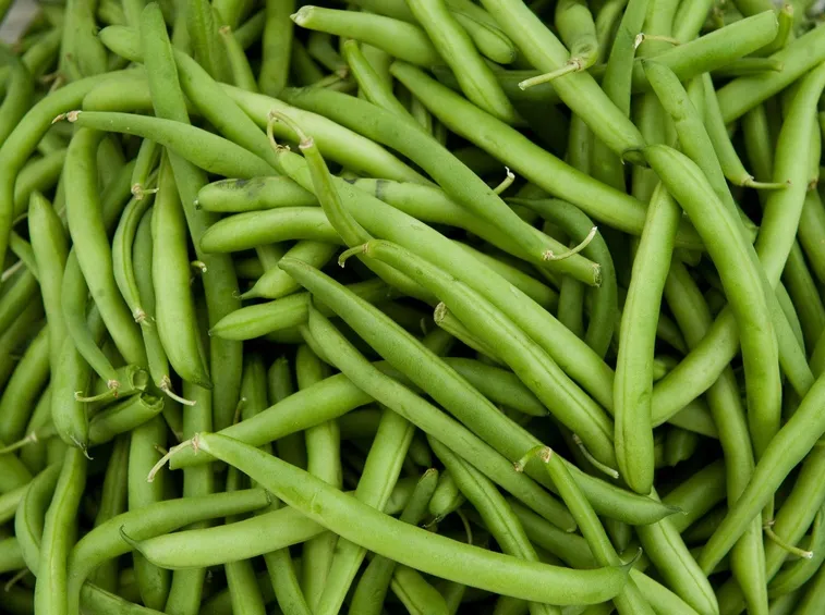 Fagiolini verdi appena raccolti