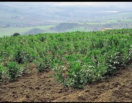 Campo coltivato a fave