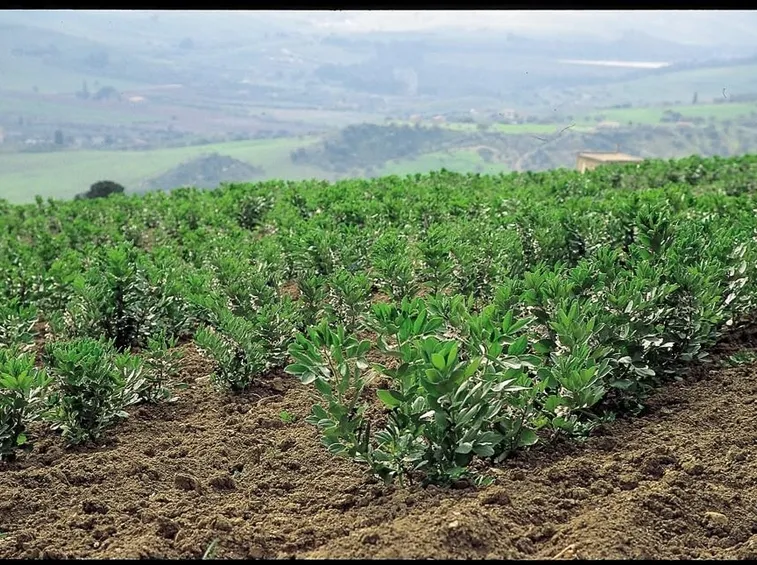 Campo coltivato a fave
