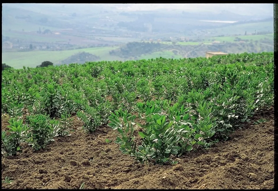 Campo coltivato a fave