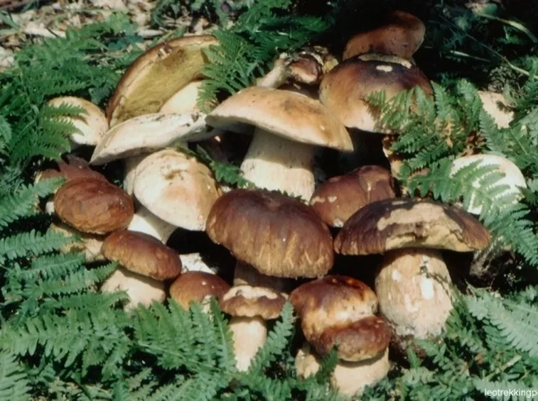 Fungi porcini appena colti