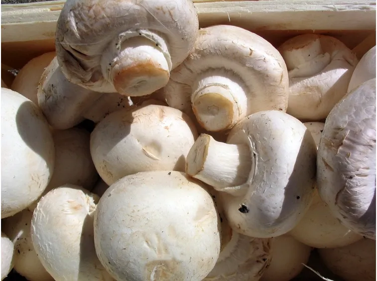 Funghi champignon
