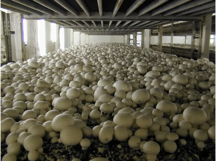 Coltivazione funghi champignon in serra