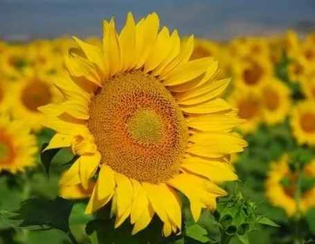 Fiore di girasole