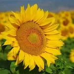 Fiore di girasole