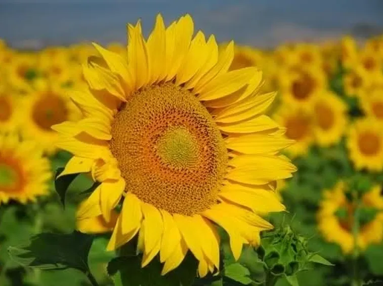 Fiore di girasole
