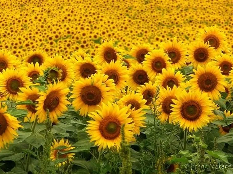 Coltivazione di girasoli