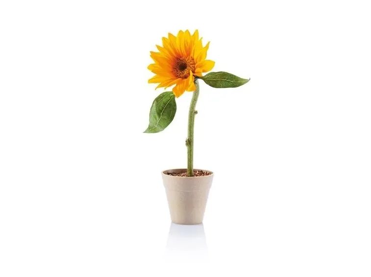 Giirasole ornamentale in vaso