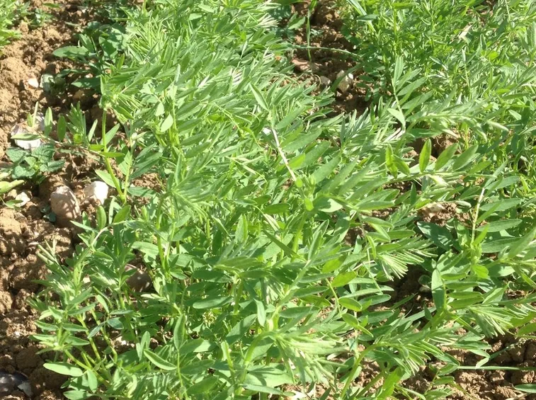 Pianta lenticchie