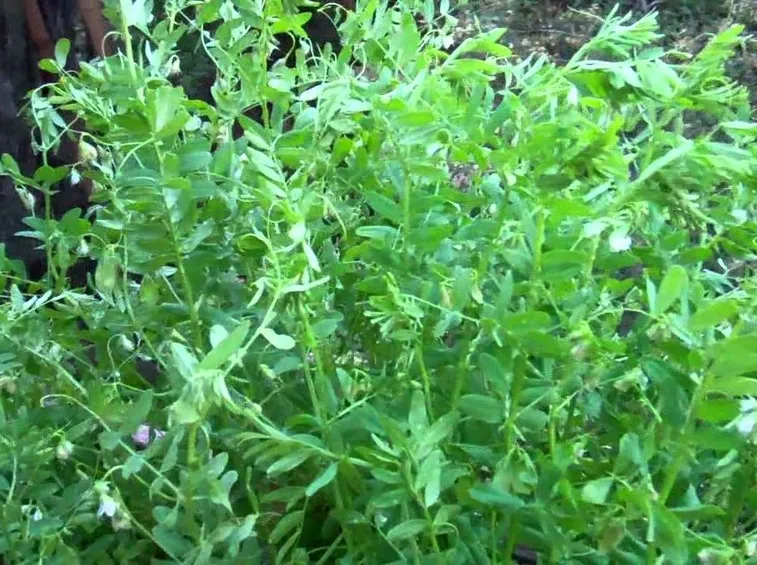 Pianta germoglio