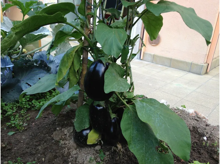 Pianta di melanzana