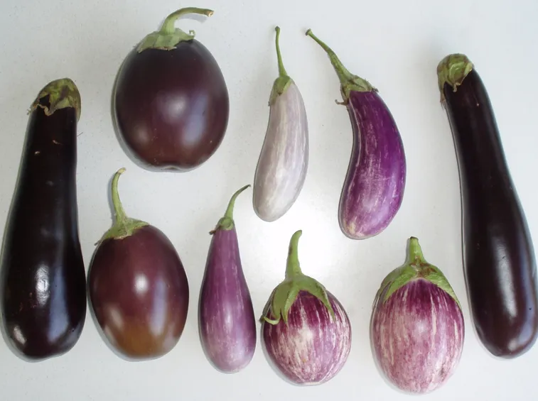 Differenti varietà di melanzane