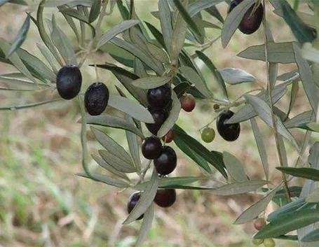 Drupe mature