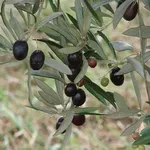 Drupe mature