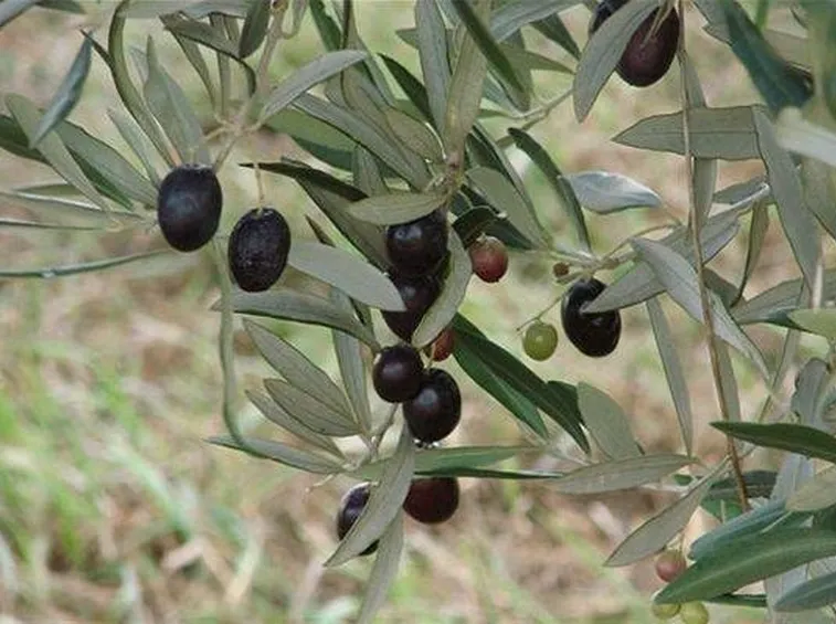 Drupe mature
