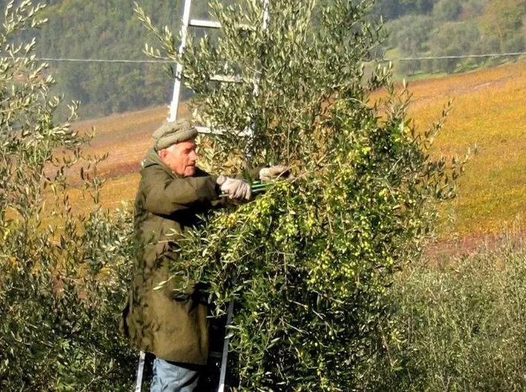 Potatura dell'olivo