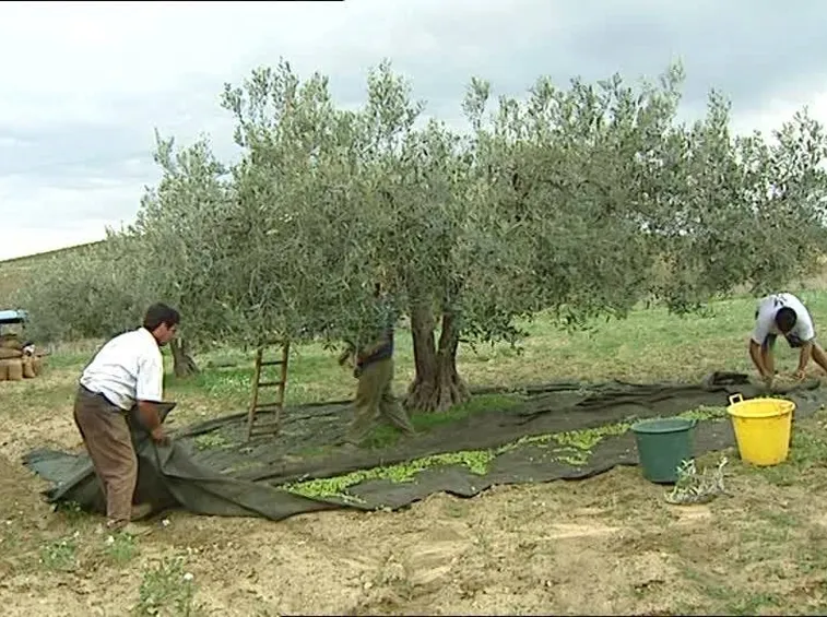 Raccolta delle olive mediante bacchiatura