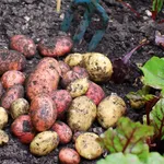 Patate coltivazione