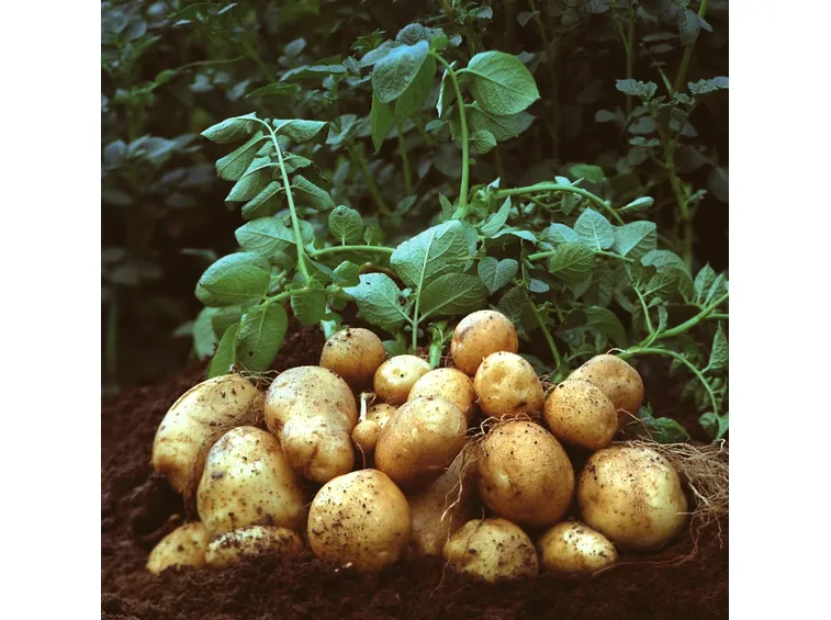 Patate