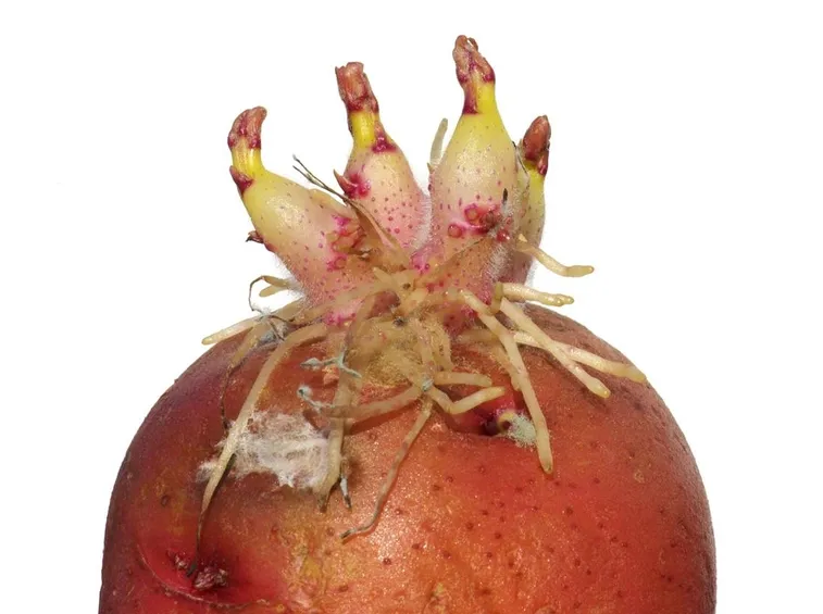 Germogli su tubero