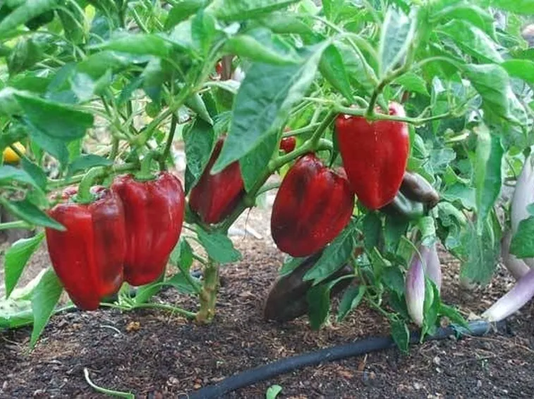 Pianta dei peperoni