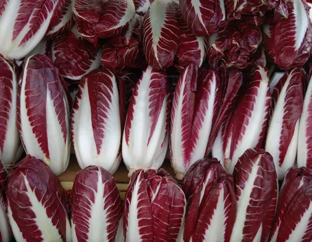 tipico radicchio di Treviso a Torino